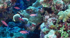 珊瑚礁的文章:描写性写作指南